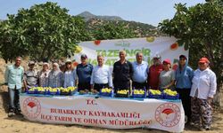 Buharkent’te taze incir hasadı başladı