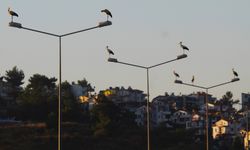 Büyük göç öncesi ilk uçuş denemesi elektrik tellerine takıldı
