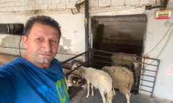 Aydın'da anlamlı dayanışma! Yangınzedelere küçükbaş hayvan desteği