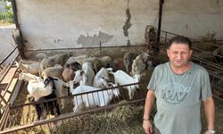 Çine’de ‘helal olsun’ dedirten dayanışma: Başkan Kadı öncülük etti, 30 küçükbaş bağışlandı