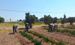 Didim Belediyesi'nden topraktan kente uzanan üretim