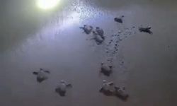 Didim'de Caretta Caretta yavruları mavi sularla buluştu