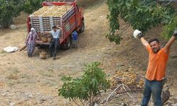 Aydın’da kuru incir sezonu öncesi üreticiyi fiyat endişesi sardı