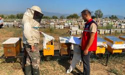 Kayıtlı her kovan üretime katkı sağlıyor: Nazilli’de arıcılara destek