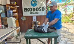 Nadir görülen kara leylek Aydın'da yaralı halde bulundu