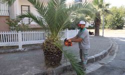 Nazilli’de yeşil alanlarda sonbahar hazırlığı