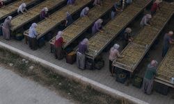 Nazilli'de inciri cipse dönüştüren genç girişimci: "Biz bu işe dün başlamadık"