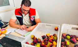 Nazilli'de numuneler toplandı : Taze incirler denetleniyor