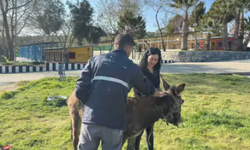 Sahipleri terk etti, bataklığa saplandı: Artık 'Fıstık' gibi