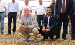Germencik’te incir işçi ücretleri belirlendi