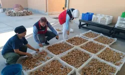 Aydın incirinde kalite nöbeti: Ekipler sahaya indi