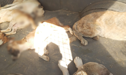 Köşk’te şok iddia: ‘Köşk Belediyesi köpekleri zehirliyor’