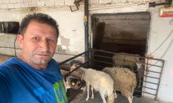 Aydın’da şap hastalığı nedeniyle hayvan pazarları kapatıldı