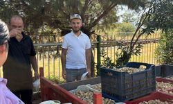 Başkan Zencirci, incir üreticilerini yalnız bırakmadı