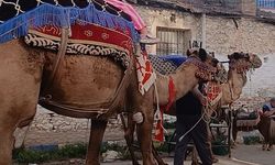 Deve ve midillilerle festivallere renk katıyorlar