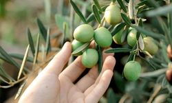 Didim’de 2026 Yılı zeytin hasat yevmiyesi belli oldu