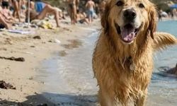 Didim’de plaj ve havuzlara evcil hayvan girişine yasal düzenleme