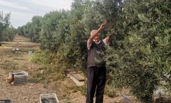 Didim’de zeytin hasadı dertli başladı