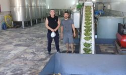 Didim’de zeytin sıkım dönemi başladı