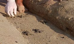 Sürpriz yuvadan 67 caretta caretta yavrusu çıktı