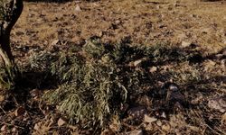 Zeytin üreticisinin başına yaban domuzu belası!