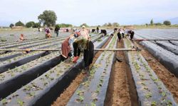 Aydın'da yeni sezon başladı! Yüzlerce kişi tarlalara indi