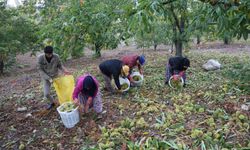 Aydın’da dağlardaki kestane hasadı sona erdi