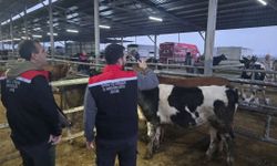 Aydın’da hayvan pazarlarında sıkı denetim