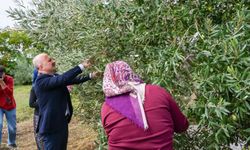 Aydın Valisi Varol, kadın çiftçilerle zeytin topladı