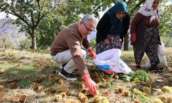 Başkan Tetik’ten kestane üreticilerine destek