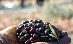 Bozdoğan'da zeytin protestosu: Elekler kapandı