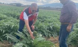 Aydın'ın tescilli lezzetinde hasat heyecanı! İlk ürünler için tarih verildi