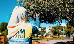 Didim Belediyesi Zeytin Hasadına Başladı