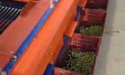 Didim’de dane zeytin fiyatları açıklandı