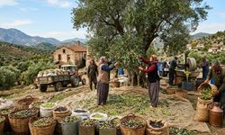 Aydın’da zeytin ve zeytinyağı zirvesi! Yeni sezonun rekoltesi masaya yatırıldı
