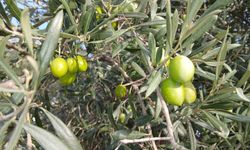 Karacasu Ataeymir'de zeytin alımları durduruldu