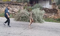Karacasu’da şiddetli rüzgar ağacı yola devirdi
