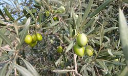 Karacasu'da zeytin üreticileri: 'Çiftçiyi bitirdiler'