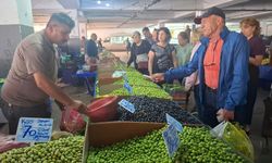 Kuşadası'nda zeytin hasadı sancılı başladı:Pazarda bereket ,tarlada dert var