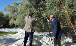Kuyucak’ta zeytin bahçelerinde hasat mesaisi