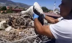 Leylek yuvalarındaki plastik ipler yavruların hayatını tehdit ediyor