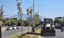 Nazilli'de 700 ağaç toprak ile buluşacak