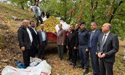 Nazilli’de geleneksel kestane hasadı yapıldı