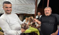 Tavuktan güvercine! Çine’de kanatlı hayvan mezatına yoğun ilgi