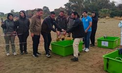 Tedavi edilen C. Carettalar denizle buluştu