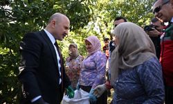 Vali Varol, kestane hasadına katıldı