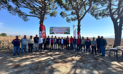 Koçarlı’da ayçiçeği hasadı başladı