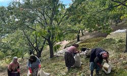 Dikenli ve tehlikeli ama lezzetli! Aydın’da kestane mesaisi