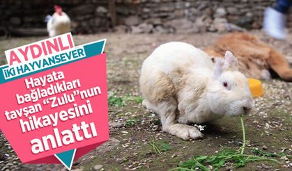 Aydın'da iki hayvansever, hayata bağladıkları tavşan "Zulu"nun hikayesini anlattı