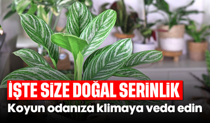 İşte Size Doğal Serinlik: Koyun Odanıza Klimaya Veda Edin